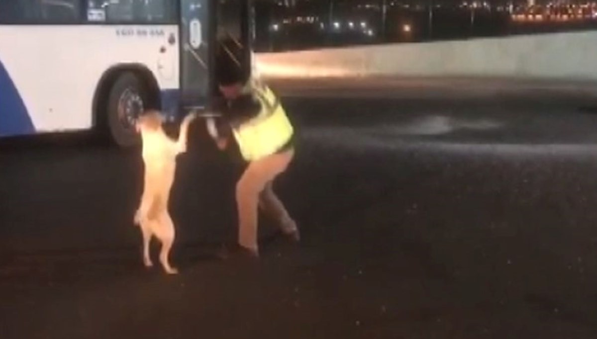Otobüs şoförüyle sokak köpeğinin boks maçı