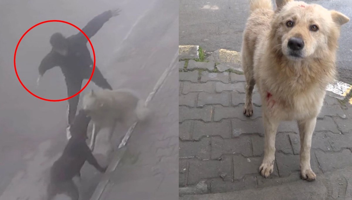 Pitbull melezi köpeğine saldıran sokak köpeğini bıçakladı