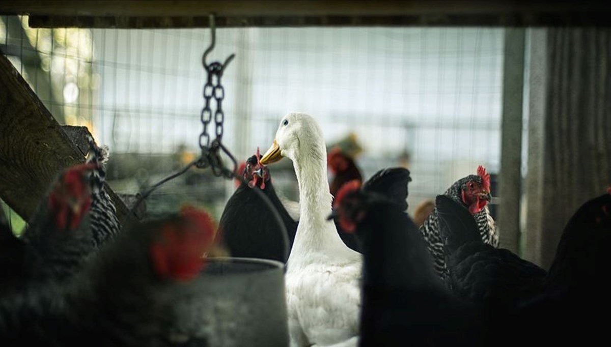 ABD’de kuş gribi salgını: 85 bin kümes hayvanı itlaf edildi