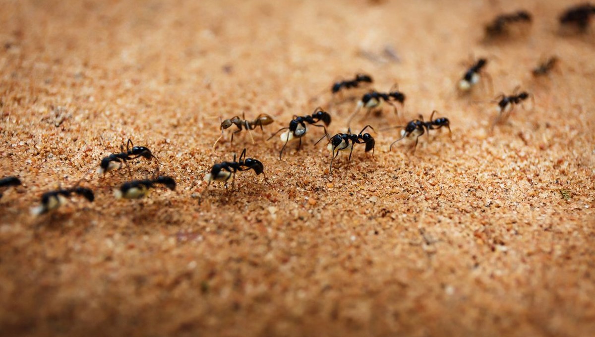 Araştırma: Karıncalar kanserli hücreleri koklayarak bulabiliyor